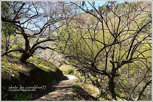 牛稠坑柳家梅園後山祕境16.jpg