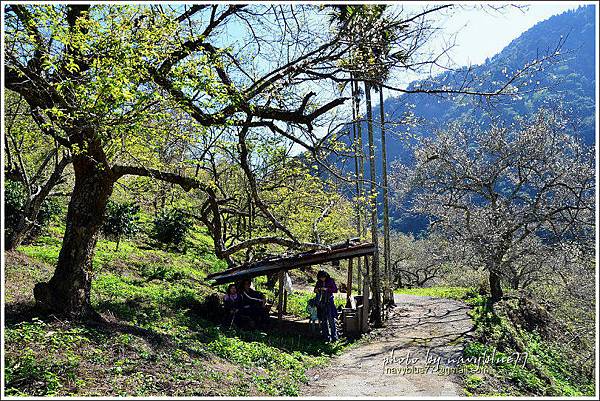 牛稠坑柳家梅園後山祕境18.jpg