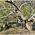 牛稠坑柳家梅園後山祕境21.jpg