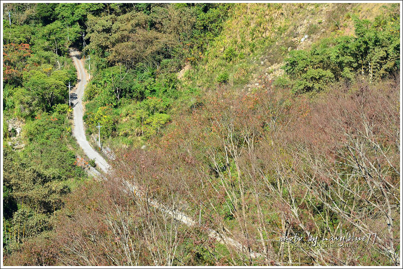 牛稠坑柳家梅園後山祕境23.jpg