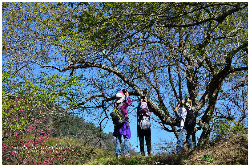 牛稠坑柳家梅園後山祕境27.jpg