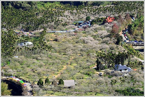 牛稠坑柳家梅園後山祕境34.jpg