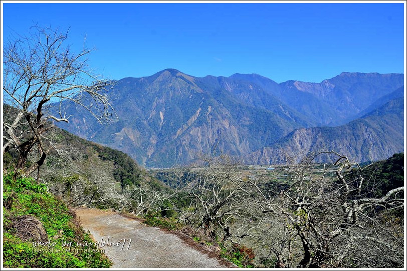 牛稠坑柳家梅園後山祕境35.jpg