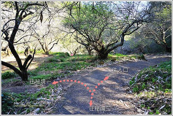 牛稠坑柳家梅園後山祕境38.jpg