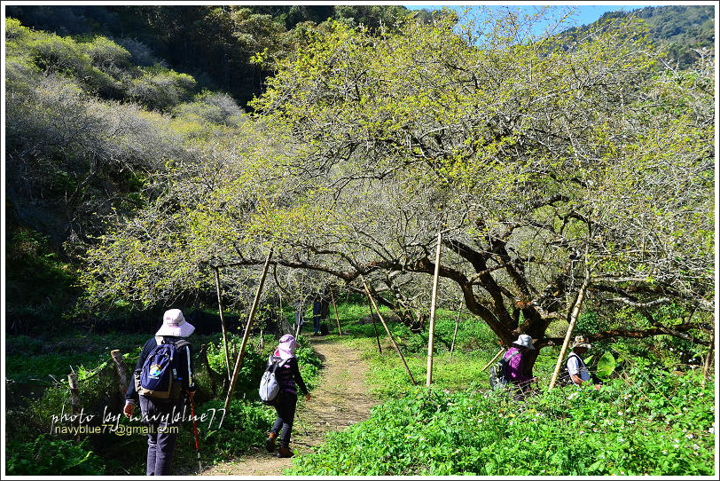 牛稠坑柳家梅園後山祕境39.jpg