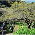 牛稠坑柳家梅園後山祕境39.jpg