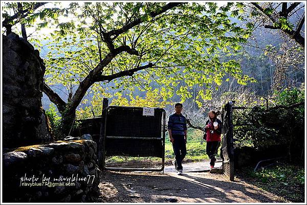 牛稠坑柳家梅園後山祕境41.jpg
