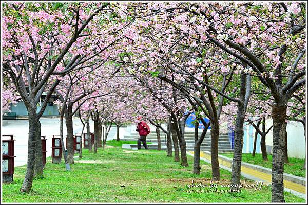 新竹麗池公園賞櫻02.jpg