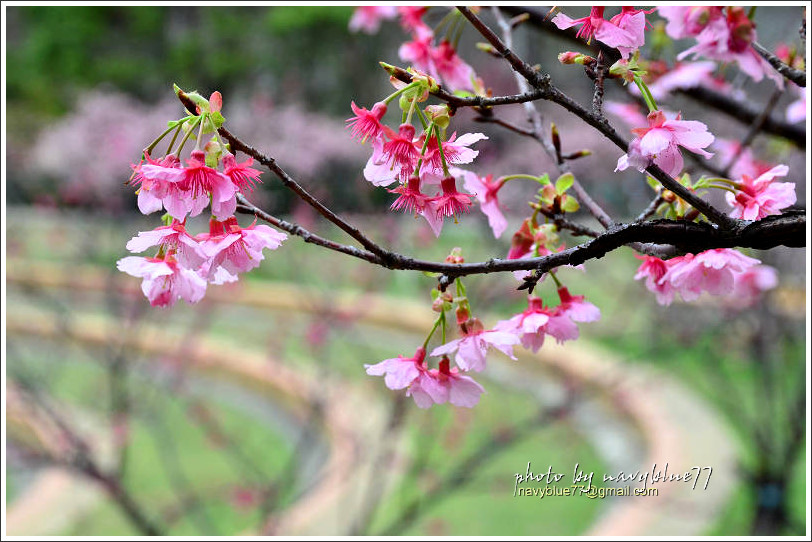 新竹麗池公園賞櫻09.jpg