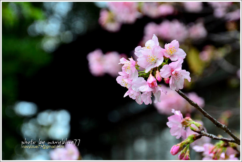 新竹麗池公園賞櫻21.jpg