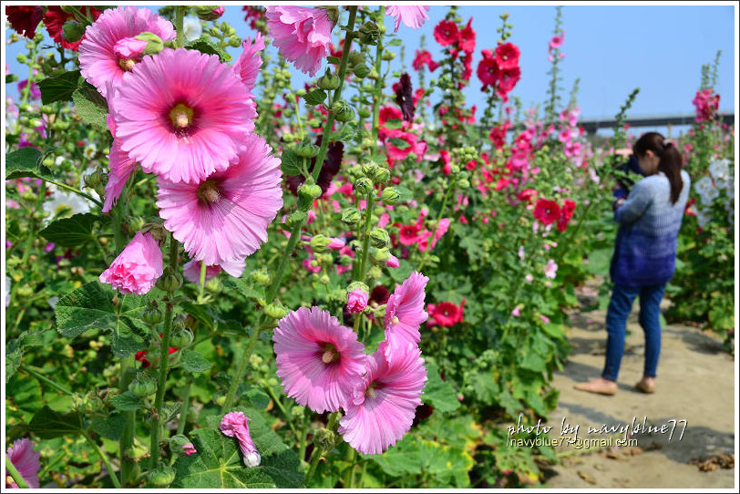 學甲蜀葵花15.jpg