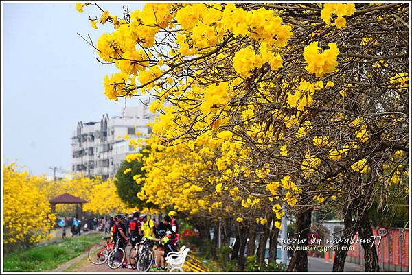 嘉義黃金風鈴木大盛開07.jpg