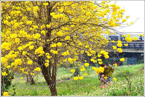 嘉義黃金風鈴木大盛開13.jpg