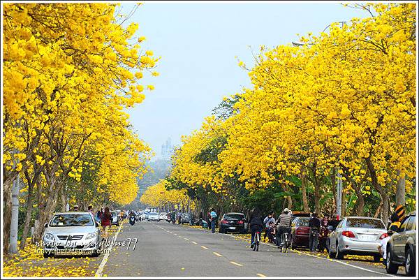 嘉義黃金風鈴木大盛開37.jpg
