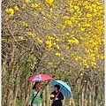 太保黃金風鈴木大盛開35.jpg