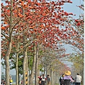 林初埤木棉花13.jpg