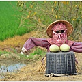 林初埤木棉花17.jpg