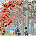 林初埤木棉花10.jpg