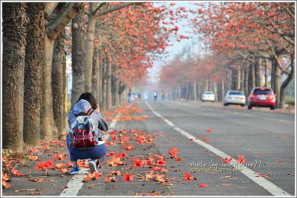 將軍木棉花道29.jpg