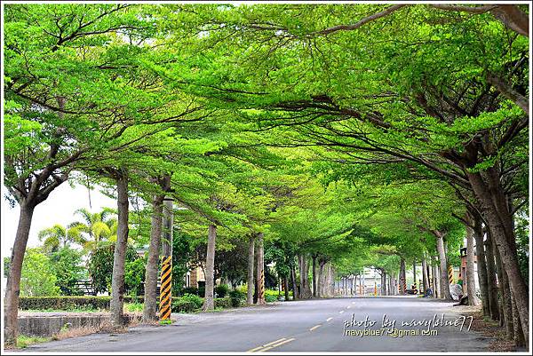 嘉44小葉欖仁道17.jpg