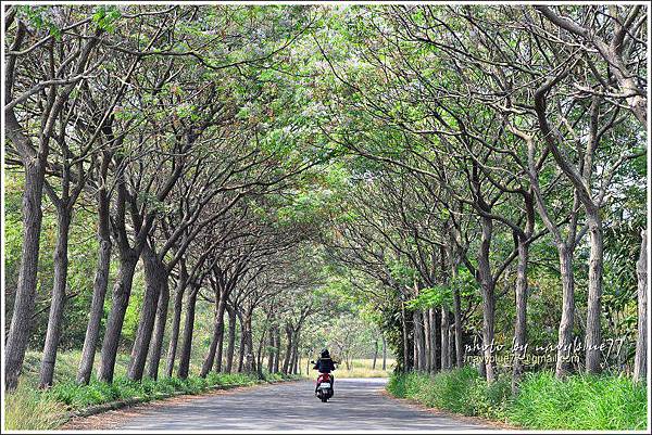 太保苦楝綠隧09.jpg