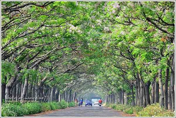 太保苦楝綠隧10.jpg