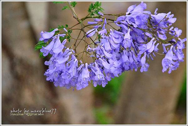 嘉義藍花楹花道10.jpg