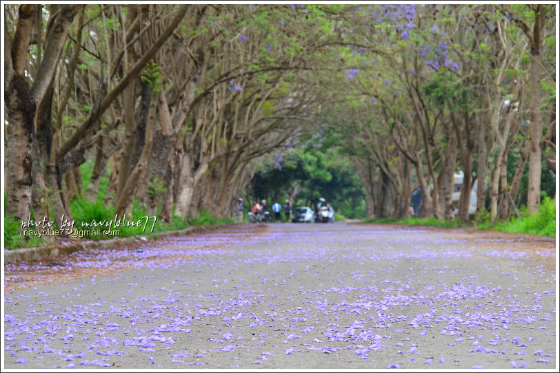 嘉義藍花楹花道22.jpg