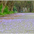 嘉義藍花楹花道25.jpg