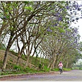 嘉義藍花楹花道27.jpg