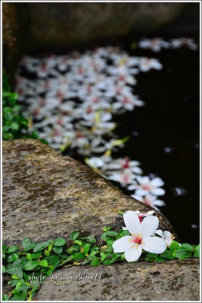 嘉義圓仔林油桐花06.jpg