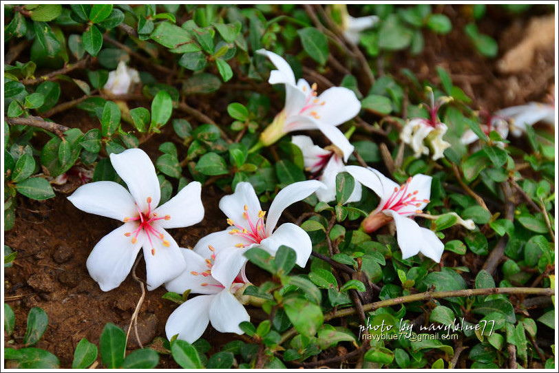 嘉義圓仔林油桐花08.jpg