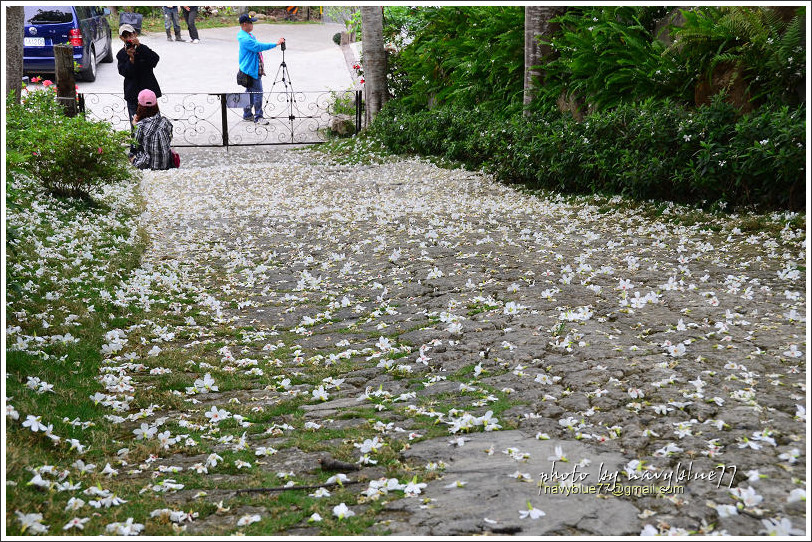 嘉義圓仔林油桐花16.jpg