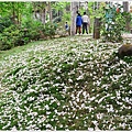 嘉義圓仔林油桐花22.jpg