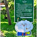 圓仔林油桐花03.jpg