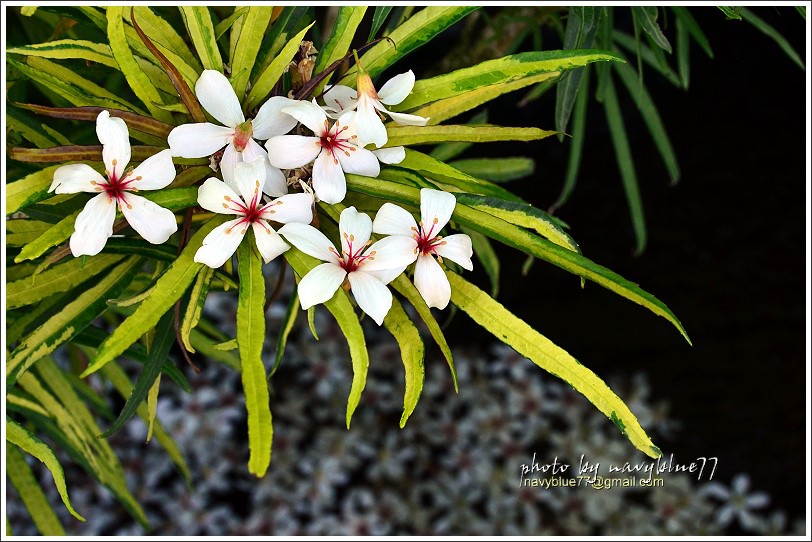 圓仔林油桐花08.JPG