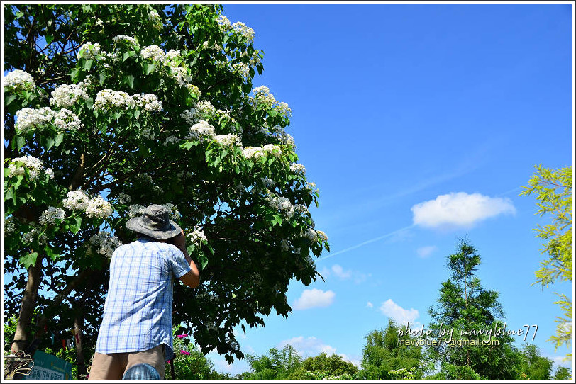 圓仔林油桐花23.jpg