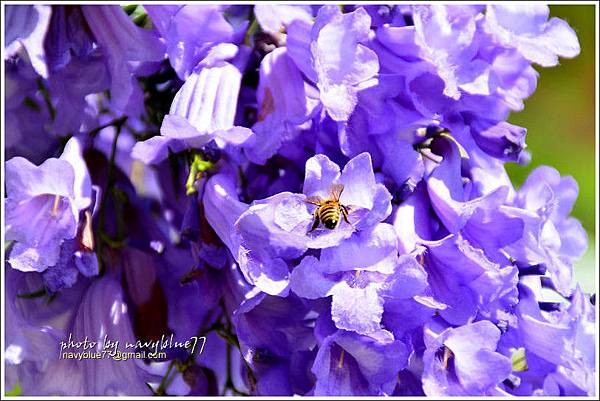 盧厝堤防藍花楹01.jpg