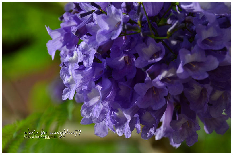 盧厝堤防藍花楹08.jpg