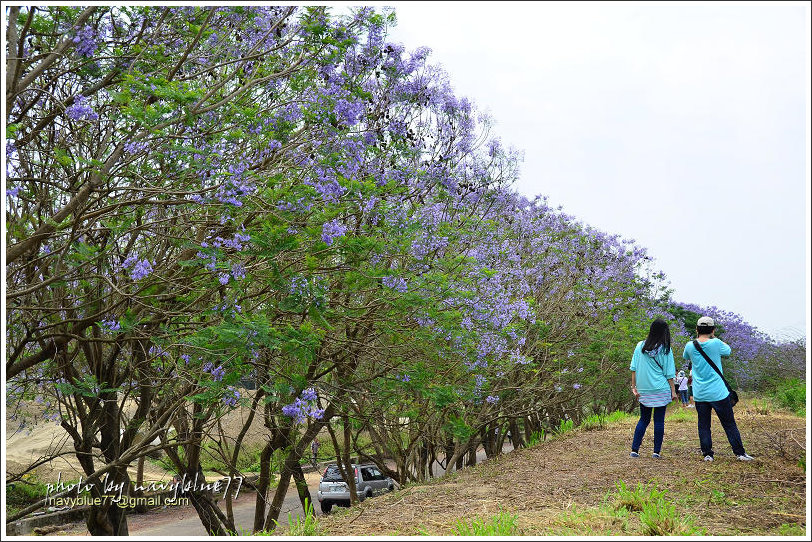 盧厝堤防藍花楹17.jpg