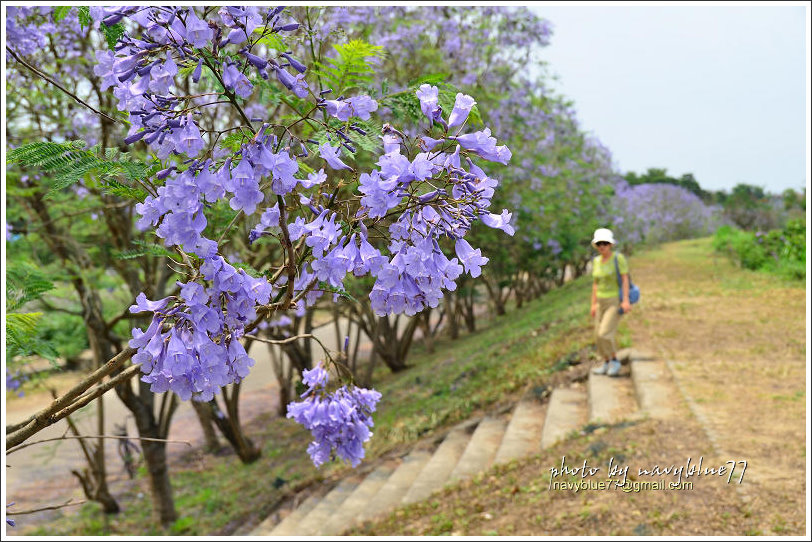 盧厝堤防藍花楹18.jpg