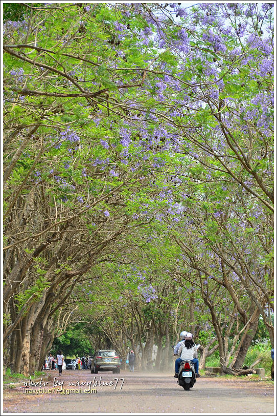 盧厝堤防藍花楹20.jpg