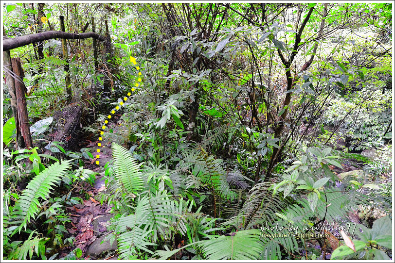 大山背騎龍古道07.jpg 大山背騎龍古道07.jpg
