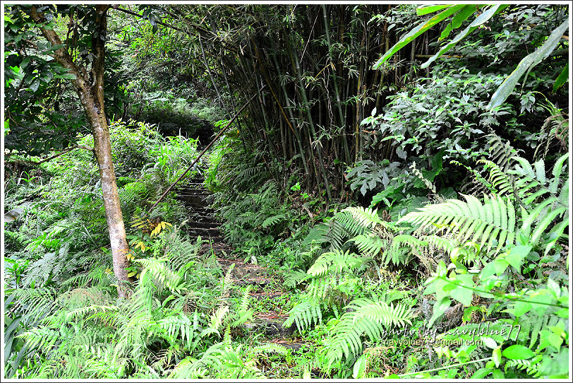 大山背騎龍古道15.jpg 大山背騎龍古道15.jpg