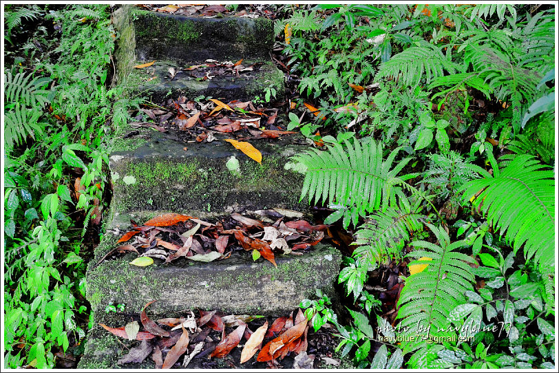 大山背騎龍古道16.jpg 大山背騎龍古道16.jpg