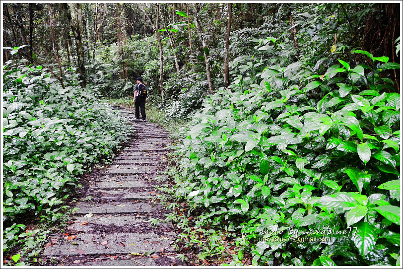 大山背騎龍古道22.jpg 大山背<a class='trail_link_tracking' href='/index.php?q=trail&act=detail&id=244&title=騎龍古道' target='_blank'>騎龍古道</a>22.jpg