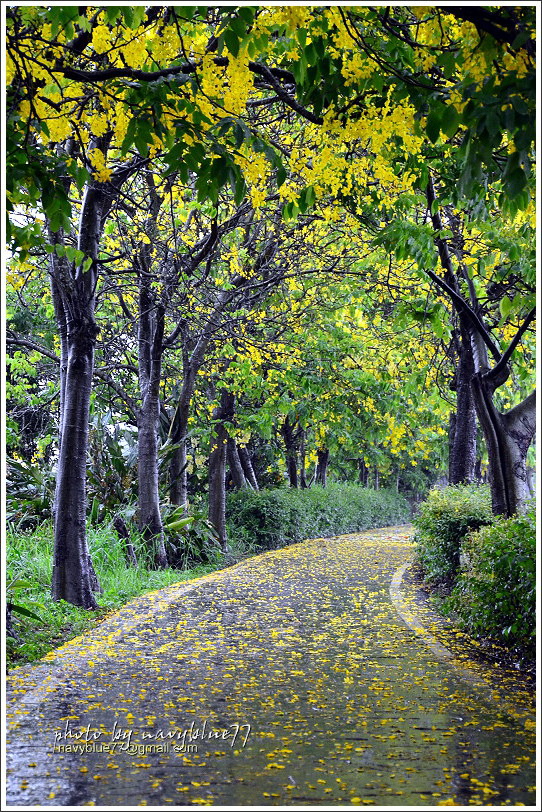 六腳自行車道阿勃勒03.JPG 六腳自行車道阿勃勒03.JPG