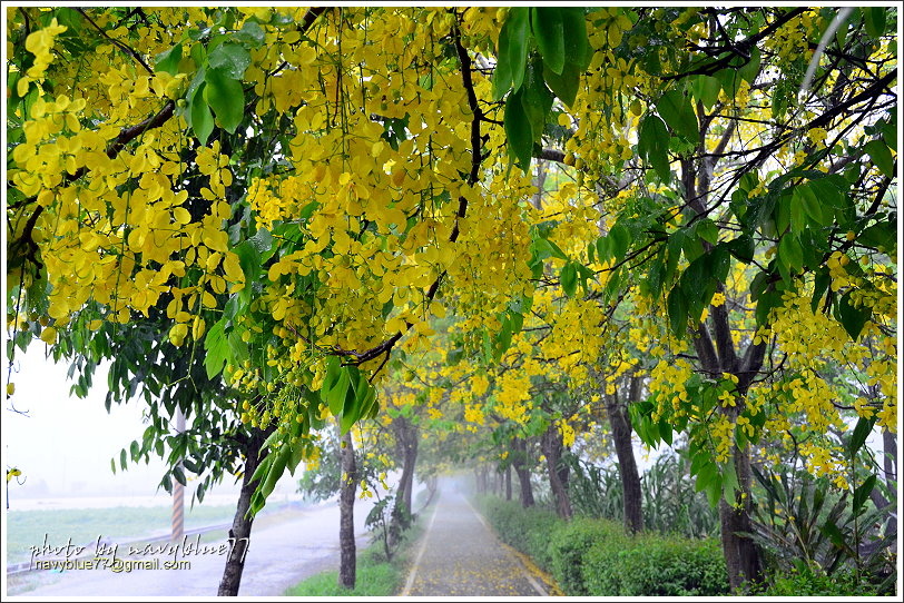 六腳自行車道阿勃勒04.JPG 六腳自行車道阿勃勒04.JPG