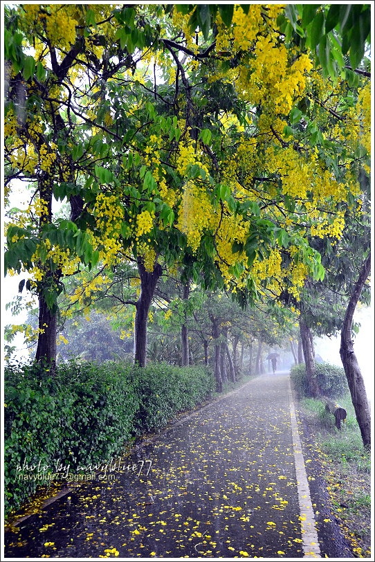 六腳自行車道阿勃勒05.JPG 六腳自行車道阿勃勒05.JPG