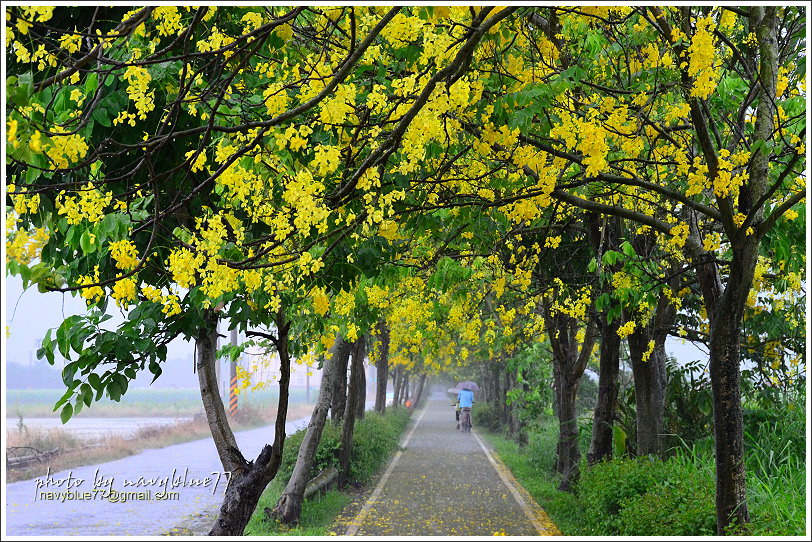 六腳自行車道阿勃勒06.JPG 六腳自行車道阿勃勒06.JPG